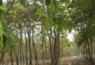 forest cg