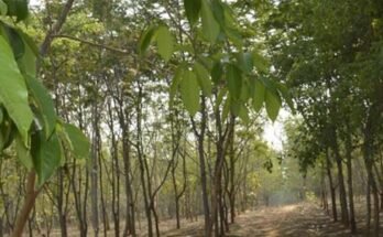 forest cg