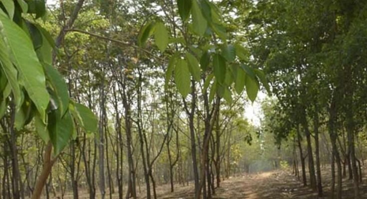forest cg