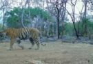उदंती-सीतानदी में बाघिन की दस्तक, टाइगर रिजर्व के सुनहरे भविष्य की जगी उम्मीद