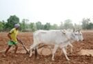 छत्तीसगढ़ में मानसून के साथ खेती ने पकड़ी रफ्तार, 6.25 लाख हेक्टेयर में बोनी पूरी