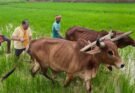 CM Vishnu Deo Sai: गृहग्राम बगिया में बैलों के साथ खेत पहुंचे मुख्यमंत्री, हल चलाकर की बियासी