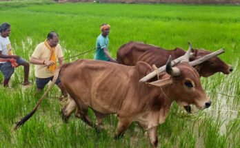 गृहग्राम बगिया में बैलों के साथ हल चलाते मुख्यमंत्री विष्णु देव साय