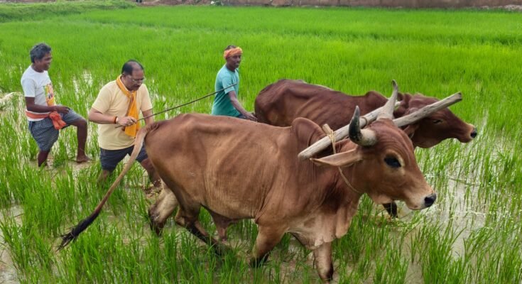 गृहग्राम बगिया में बैलों के साथ हल चलाते मुख्यमंत्री विष्णु देव साय